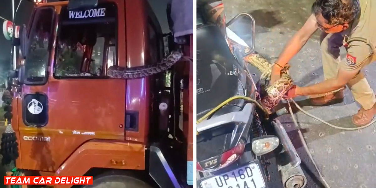 Python jumps from truck to bike